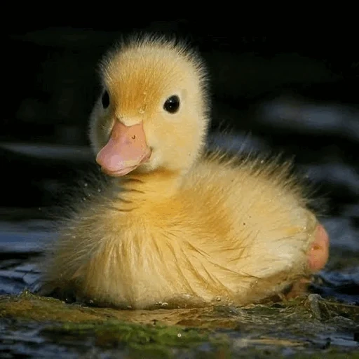 pato, patinho, pato, pato amarelo, patinho