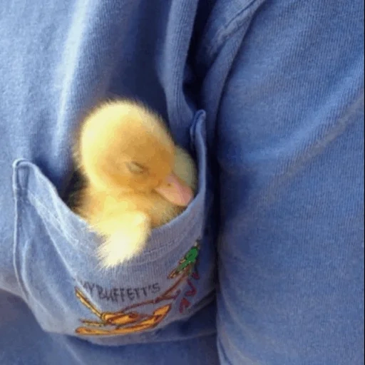 duckling, the duckling is asleep, cute duckling, sleeping duck, cute little bear