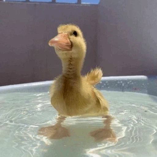 bebek yang indah, bebek bebek, dear duckling, bebek yang lucu, bayi hewan