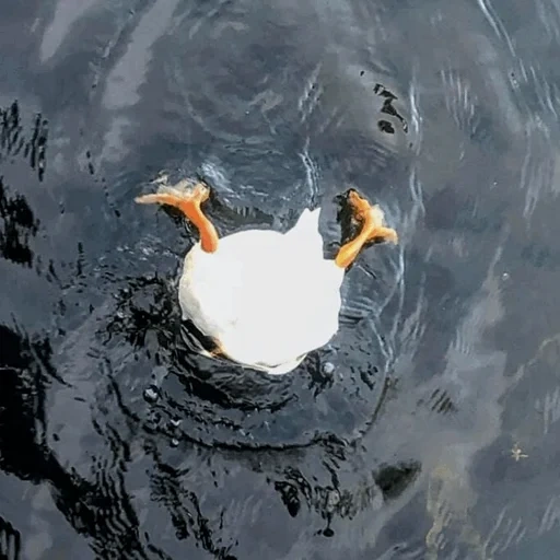 duck, the goose is swimming, the moment of life, wild animals, unsuccessful photos