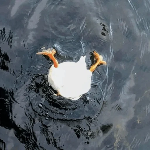 bebek, berenang angsa, momen hidup, margasatwa, foto yang tidak berhasil