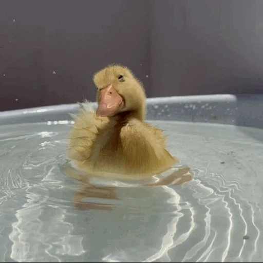 duck, patinho, pato, pato fofo, os animais são divertidos