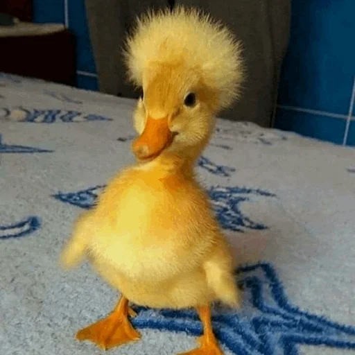 patinho, twitter, pato de pato, pato amarelo, patinho