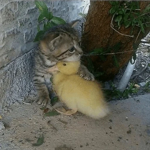 die katze ist ein gopher, kätzchen duckling, ein tiergop, lustige tiere, lustige tiere