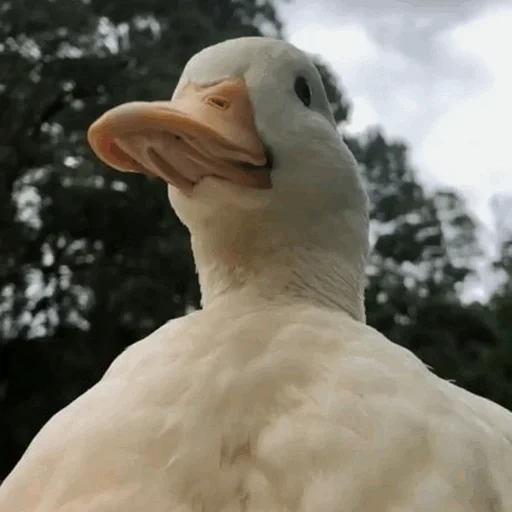 duck, tasha, scp-087, duck duckling