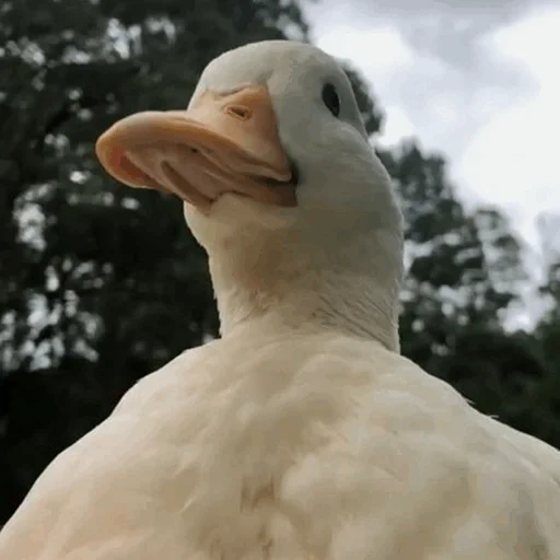 patos, tasha, scp-087, pato pato