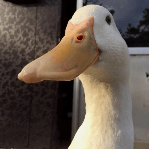 ganso, cão, pato de pato, cabeça de ganso, acionador de ganso