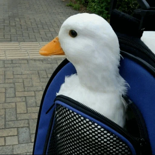 pato pato, pato blanco, patos favoritos, animal alegre, los animales son interesantes