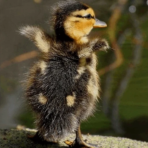 duckling, mallard chicks, duckling, the cutest animal, lovely animal cubs
