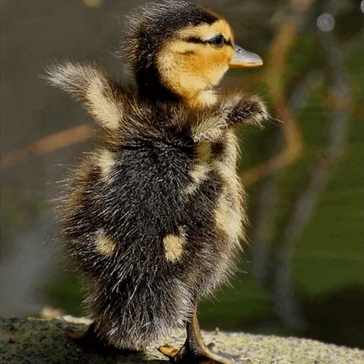 patinho, pássaros de patinho verde, patinho, o animal mais adorável, filhotes de animais fofos