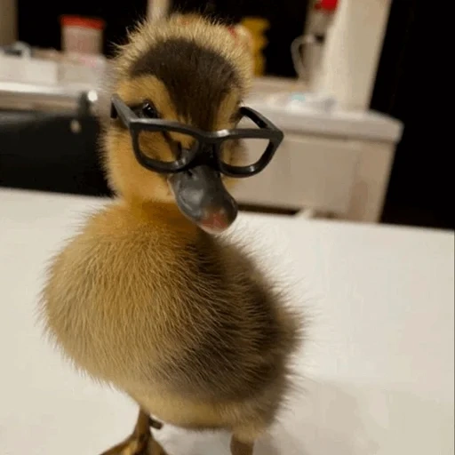 duckling, cute duckling, ducks are funny, funny duckling, duckling
