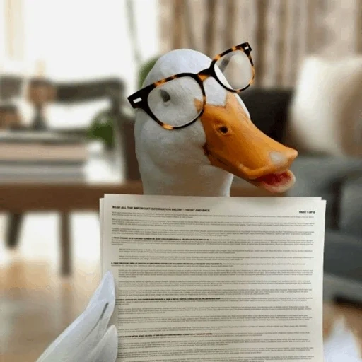 canard, notebook, les canards sont mignons, aflac canard, les canards sont magnifiques
