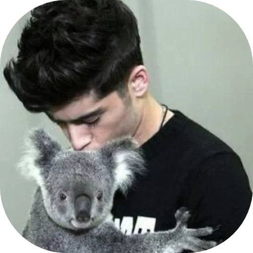 koala, zane malik, louis tomlinson, meninos adoráveis, louis tomlinson koala