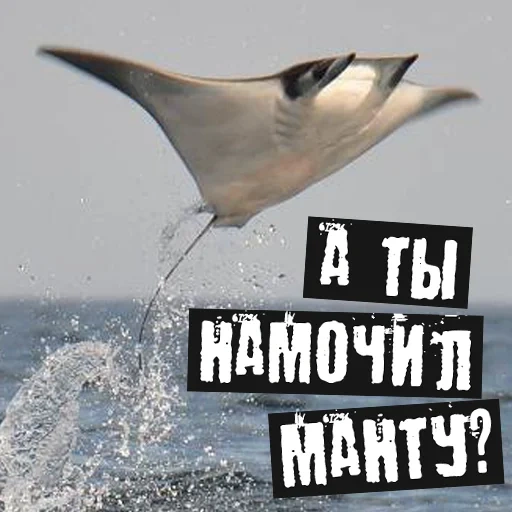 manta, mobula, skat mant, skat mobula, lereng terbang