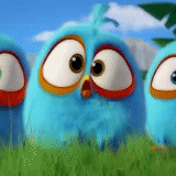 angry birds, angry birds fluffs, engry berdz blue chicks, angry birds blues cartoon, angry birds blues multicerian series