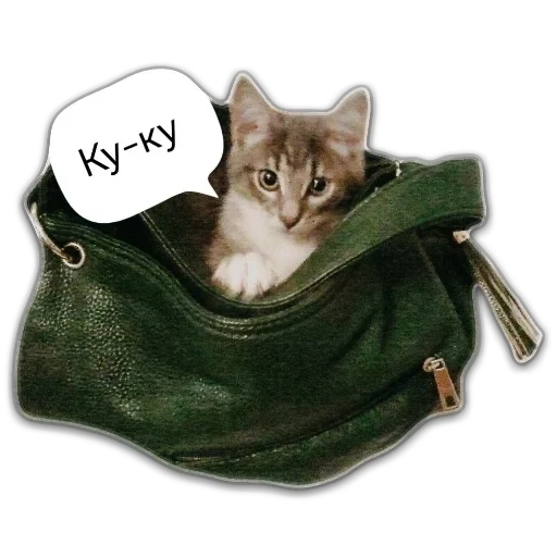 cat, кот, сумка котик, кот кармане, кошка сумке грустная