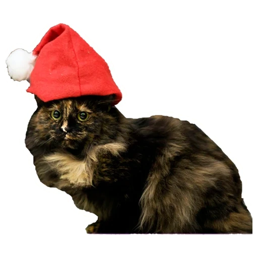 cat, cat, christmas cat, new year's cat, cat new year hat