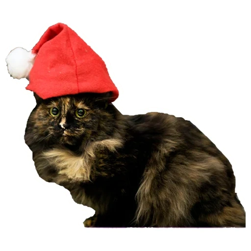 gato, gato, gato de natal, gato de ano novo, o gato é um chapéu de ano novo