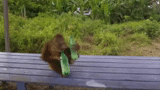 orangutan, secara alami, binatang lucu, will of life 2011