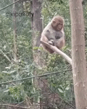 monyet, tertawa monyet, bergembiralah, monyet itu duduk di pohon dengan tongkat