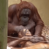 orangon, bebê orangotango, sumatransky orangetan, zoológico udmurtia orangotango, zoológico de orangotango batu novosibirsk