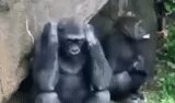 горилла, самка гориллы, горилла скале, большая горилла, горилла молодая самка