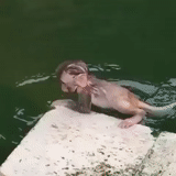 человек, купание, ребенок, смешные животные, обезьянка купается