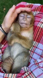 monkey, обезьяна, baby monkey, обезьянка тома, обезьянка спит