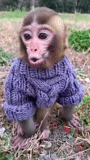 обезьяна капуцин, обезьяна макияжем, обезьяны бандерлоги, накрашенная обезьяна, накрашенная обезьянка