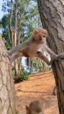 mono, un mono, makaku prego, madera de mono, un pequeño mono