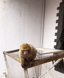 un mono, mono manual, mono manual, mono orangután, manos de mano magota