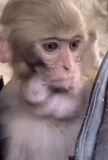 humano, un mono, los animales son lindos, mono makaku, monos caseros