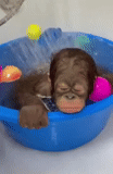 swallow monkey, monkey basin, baby monkey, baby orangutan, baby orangutan