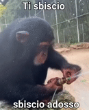 la scimmia, lo scimpanzé, banana scimpanzé, scimpanzé scimmia, ricerca sugli scimpanzé
