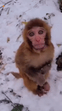 gorro de cocinero, un mono, mono makaku, mono de nieve, mono de belleza