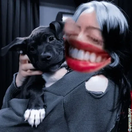 hack dog, animali divertenti, cane molto interessante, cane nero ride, billie eilish dog 2020