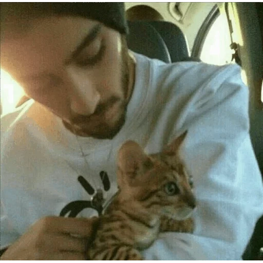 gatto, zain malik, louis tomlinson, zane animali, gli animali sono divertenti