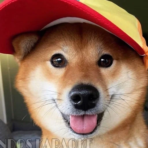 shiba, shiba inu, anjing itu topi, siba adalah seekor anjing, doge prancis