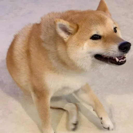 shiba dog, shiba dog, akita dog, chai leaf chai dog, shiba dog