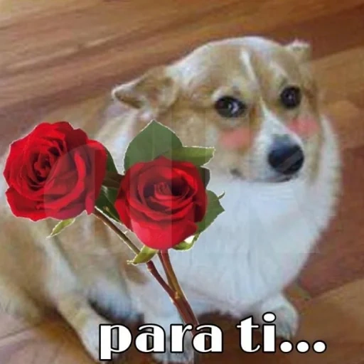 cão, cachorro com flores, o cachorro é um buquê, cachorro com uma flor, velsh korgi pembroke breed standard