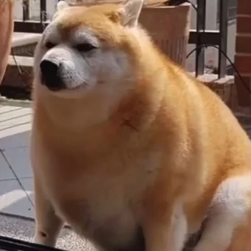 shiba dog, akita dog, shiba inu meme, fat shiba dog, chiba dog akita dog