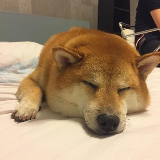chien siba, chiot akita, chien akita, chaidou, chien japonais à poil roux