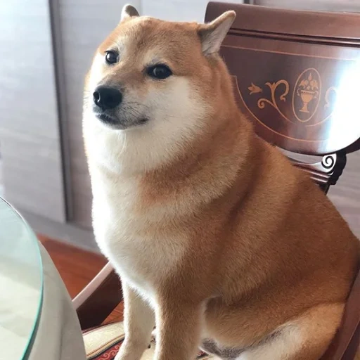 akita inu, shiba inu, chai dog dog, siba dog cheese, chai dog long dog