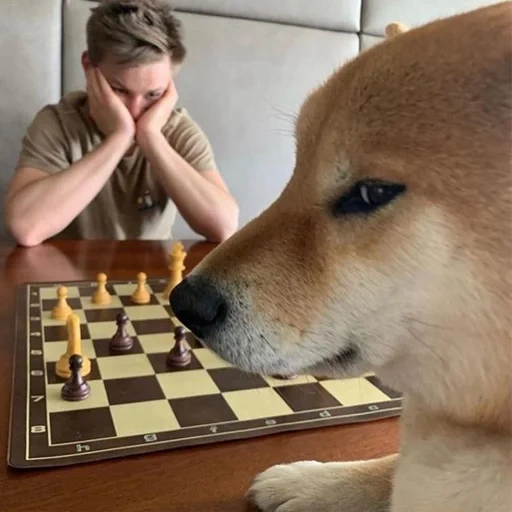 dogecoin, shiba inu, bermain catur, pemrograman, anjing catur meme