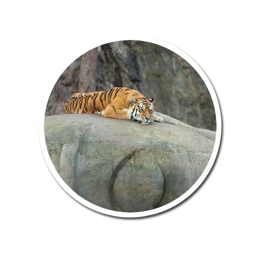 tigre, gatto, animali, amur tiger, tigri parlanti