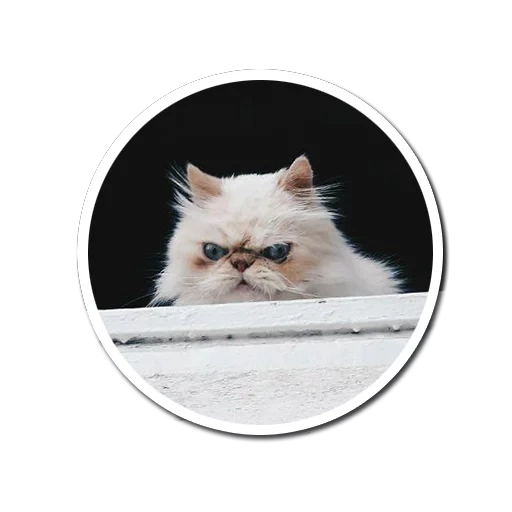 cat, cat, persian cat, persian cat, the cat is a round frame