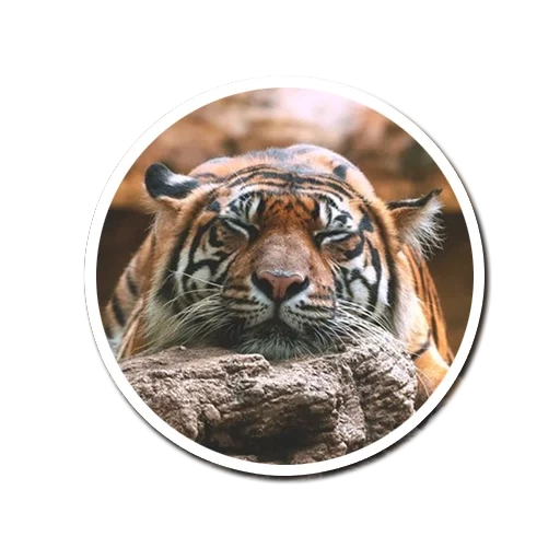 tiger, tiger circle, tiger icon, round picture tiger, souvenir of the ussuri tiger