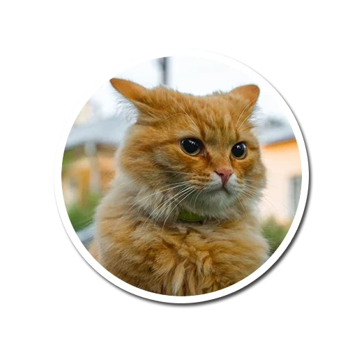 cat, ginger cat, cat picabu, ginger cat, the face of a red cat