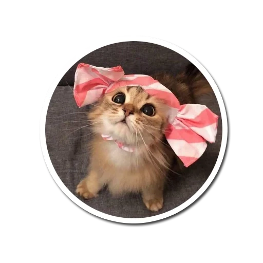 cat, cat with a bow, lemo cat, the animals are cute, a cat with a bow