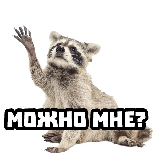 еноты, raccoon, енот тв, белый фон, енот полоскун